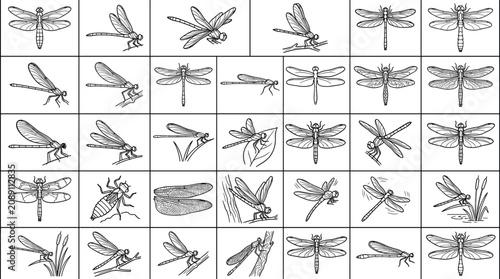 Quadro em tela Set of black and white dragonfly line icons vector illustration outline art inse