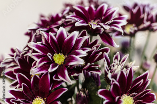 Obraz na płótnie close up of purple and white two-tone asters flowers
