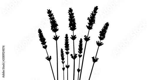Canvastavla Silhouette of lavender stems on white background with black silhouette multiple