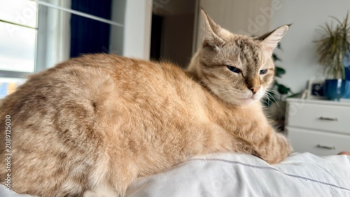 Foto Rare Ojos Azules cat sitting on top of warm blanket on bed with sleeping owner hidden underneath