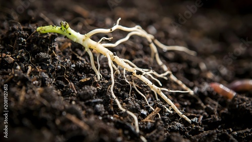 Pale plant taproot growing in dark crumbly loam – Perfect for botany education, soil science materials, or gardening guides.
