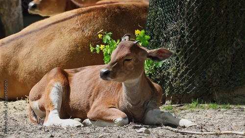 Young baby Banteng, Bos javanicus or Red Bull. It is a type of wild cattle But there are key characteristics that are different from cattle and bison: a white band bottom in both males and females.