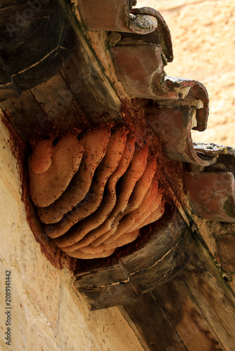 Honeycomb nested on the roof of old house