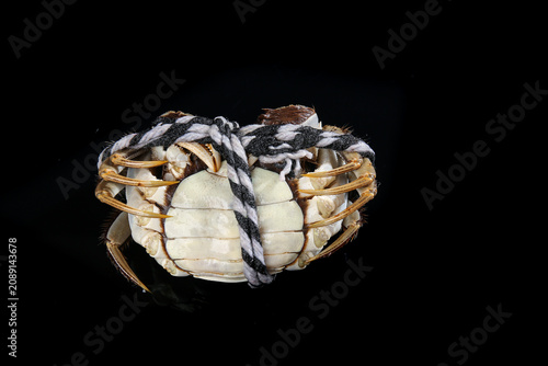Fresh Yangcheng Lake Hairy Crabs from Suzhou China Tied for Cooking Traditional Chinese Seafood Delicacy