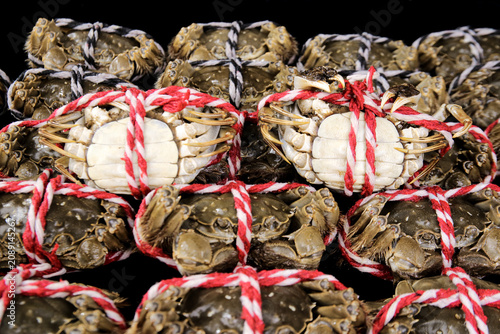 Fresh Yangcheng Lake Hairy Crabs from Suzhou China Tied with Red Rope for Market Sale