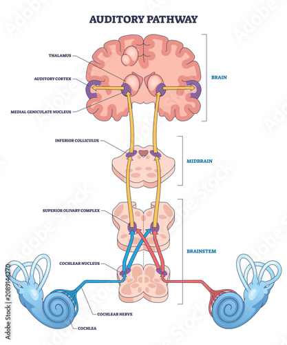 Tableau sur toile Auditory pathway outline shows sound traveling from cochlea through cochlear nerve and brainstem to auditory cortex, key elements, cochlea, brainstem, cortex