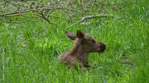Baby of moose or elk, Alces alces is the largest extant species in the deer family. Moose are distinguished by the broad, flat, or palmate antlers of the males.