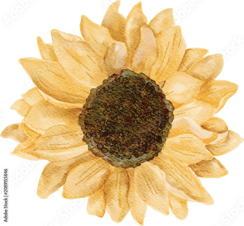 Watercolor Sunflower Illustration