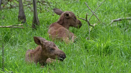 Baby of moose or elk, Alces alces is the largest extant species in the deer family. Moose are distinguished by the broad, flat, or palmate antlers of the males.