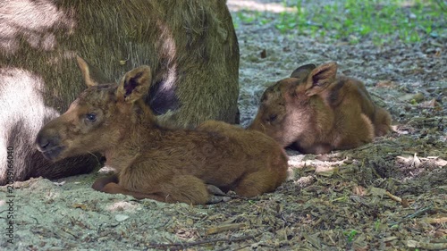 Baby of moose or elk, Alces alces is the largest extant species in the deer family. Moose are distinguished by the broad, flat, or palmate antlers of the males.