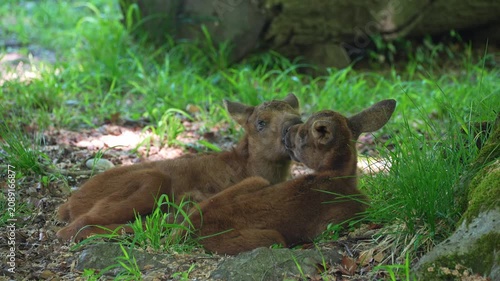 Baby of moose or elk, Alces alces is the largest extant species in the deer family. Moose are distinguished by the broad, flat, or palmate antlers of the males.