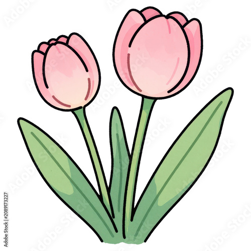 Two pink tulips illustration