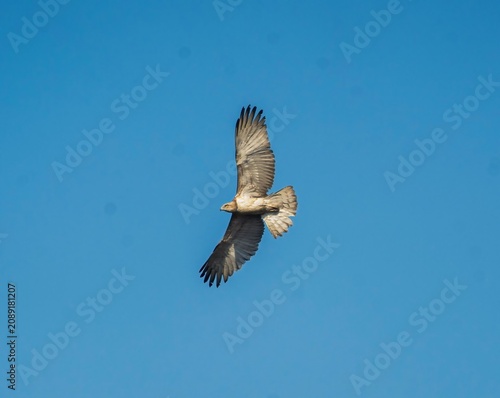 Amazing close-up view of Indian beautiful bonellis or towny or booted eagle bird flying high on the blue sky and searching some food foreground. Isolated on blurry blue sky nature view in background.