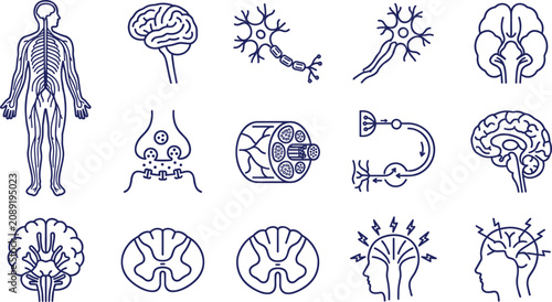 Fotografie Human Nervous System Anatomy Line Icon Set with Brain, Neurons, Synapse, Spinal