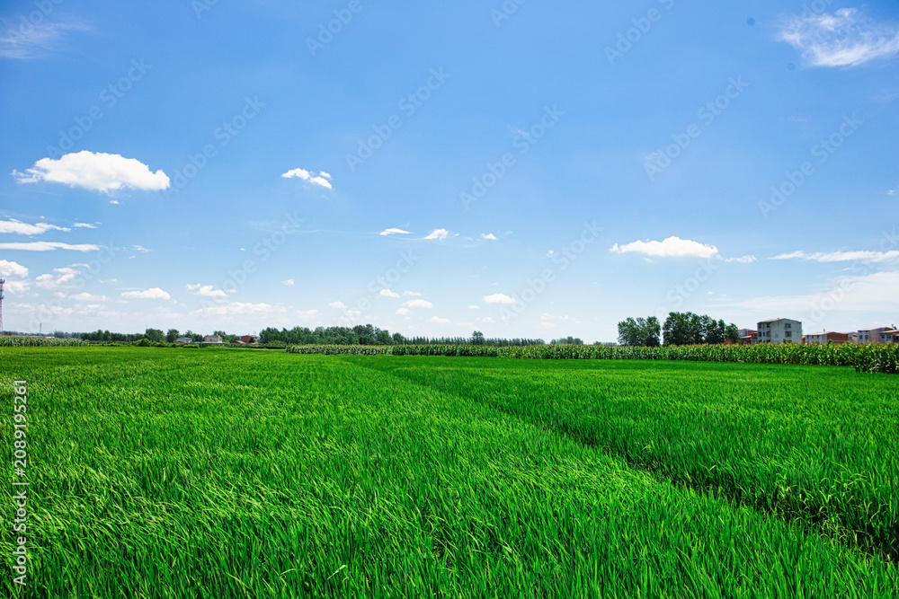 Fototapeta premium Green Agricultural Field Under Clear Blue Sky with White Clouds in Rural Countryside
