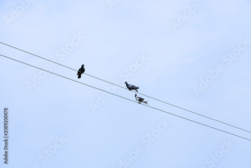 Three Birds Sitting on Power Lines Against Clear Blue Sky - Minimalist Nature Background