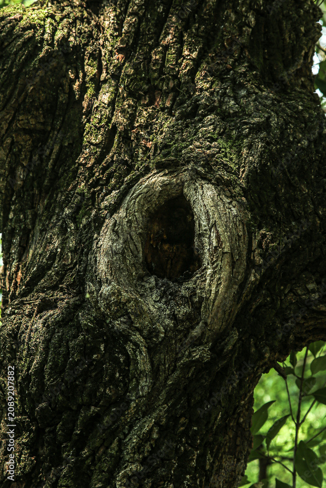 Obraz premium Natural Tree Bark Texture with Circular Hollow Formation and Moss Detail