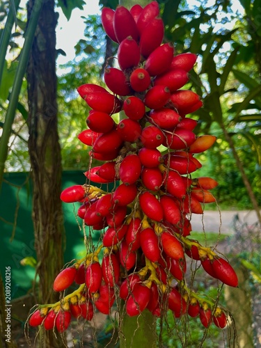 red berries