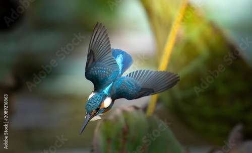 Blue kingfisher diving over water in natural habitat