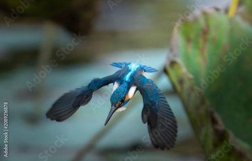 Blue kingfisher diving over water in natural habitat
