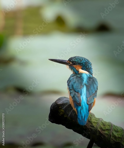 Common Kingfisher Perched on Mossy Branch by Water