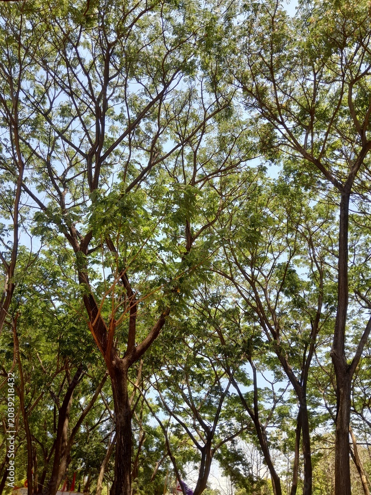 Fototapeta premium trees and sky