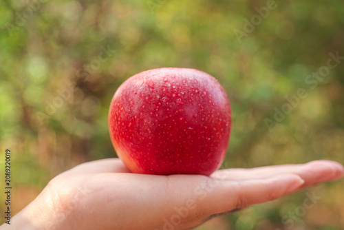 Fresh Red Apple in Hand with Water Drops - Healthy Eating and Organic Fruit Concept
