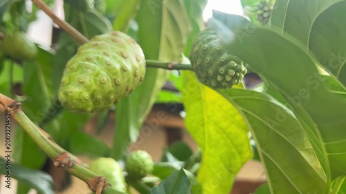 A close-up of tropical noni (Morinda citrifolia) growing on the tree, showcasing its distinctive bumpy surface and green to creamy-white color. Widely recognized for its traditional medicinal uses