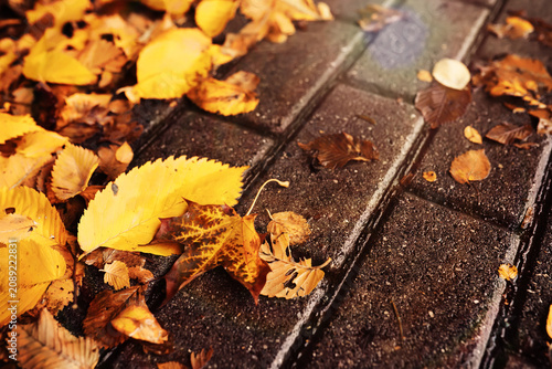 Photography Beautiful Nature Autumn landscape