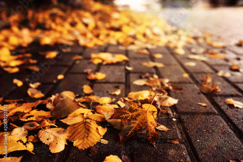 Fotografie Beautiful Nature Autumn landscape