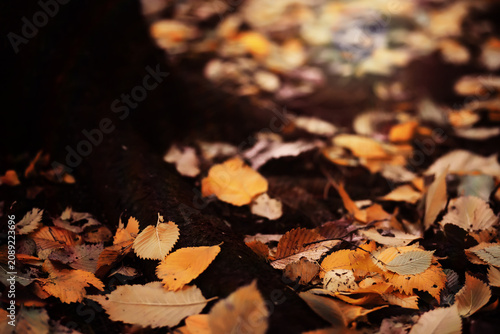 Foto Beautiful Nature Autumn landscape