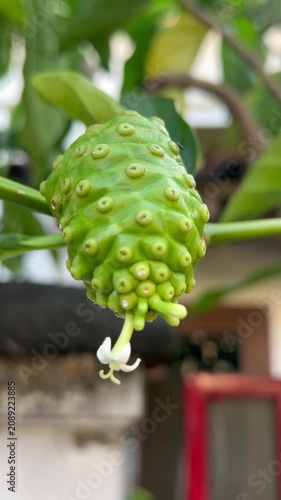 A close-up of tropical noni (Morinda citrifolia) growing on the tree, showcasing its distinctive bumpy surface and green to creamy-white color. Widely recognized for its traditional medicinal uses