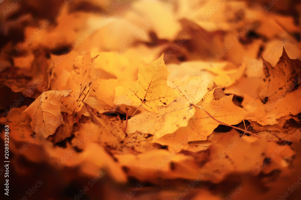Naklejka premium Lively closeup of falling autumn leaves with vibrant backlight from the setting sun