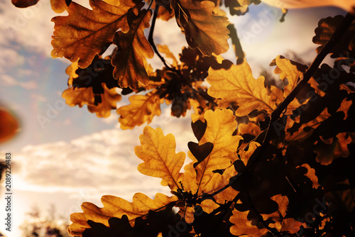 фотографія Beautiful Nature Autumn landscape