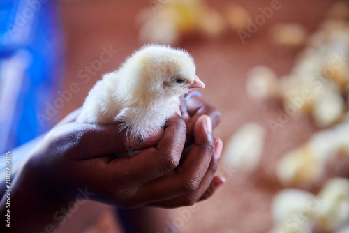 broiler chickens have just arrived