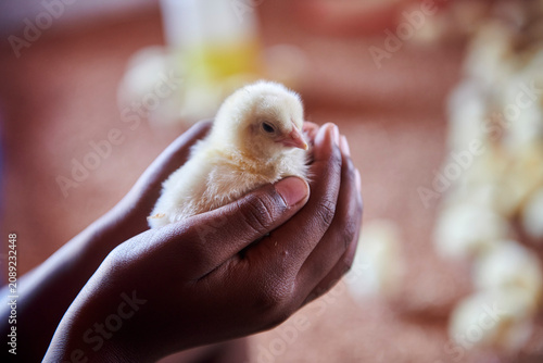 broiler chickens have just arrived