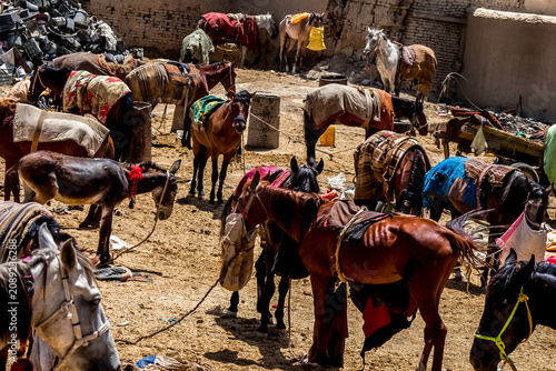 Horses on a streets ofin Kabul, Afghanistan