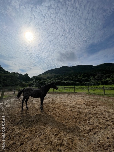 horse in the field