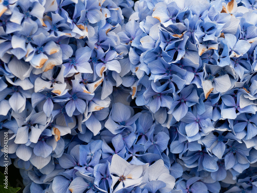 Canvastavla Hydrangea macrophylla Blue Mophead Bloom Close-Up — Blue and Lavender Hydrangea