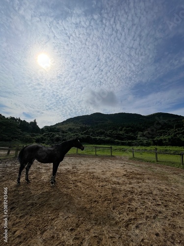 horse in the field