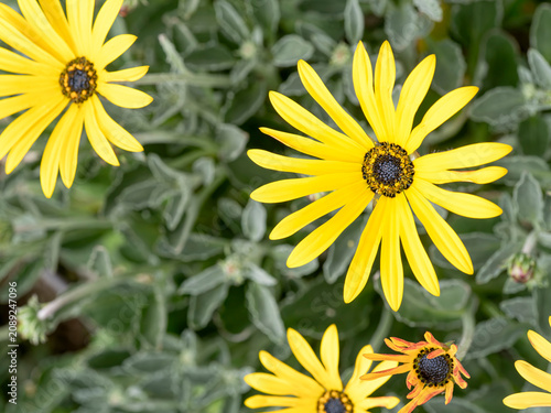 yellow  flowers of arctotis hybrid  :  Arctotis hybrida ’Bumblebee'