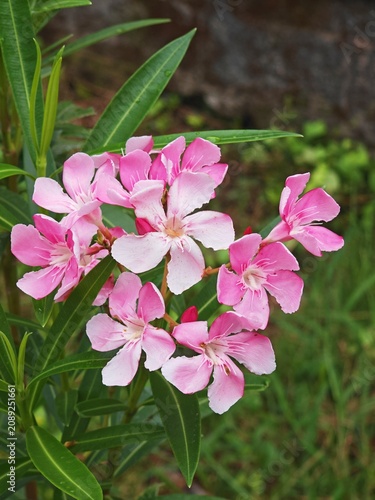Canvastavla Beautiful blooming pink oleander flowers in the garden.