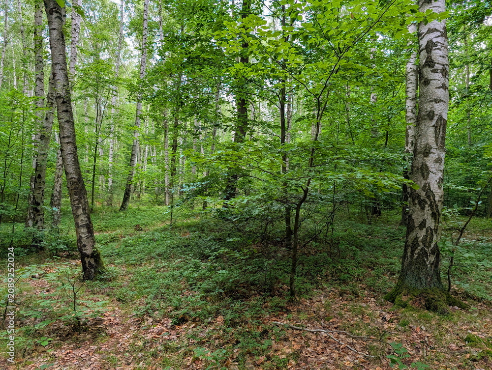 Obraz premium Lush Czech Birch Forest Summer Tranquility
