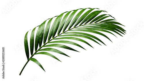 Obraz na plátně Graceful golden palm frond PNG isolated on transparent backdrop, tropical leaf f