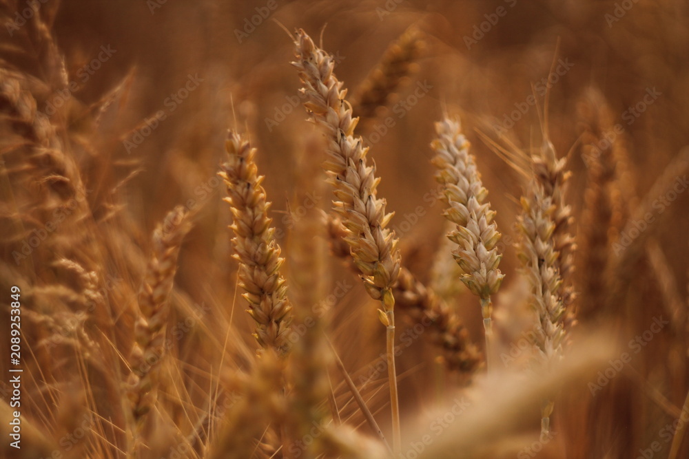 Obraz premium golden wheat field