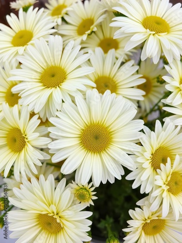 Floral arrangement of soft yellow and white daisies, simple yet elegant, ideal for printing or digital use, ep-scalable, ||soft