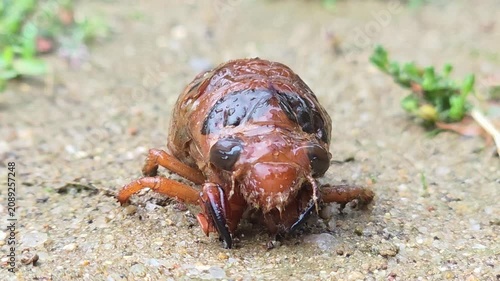 
Front View Macro of Cicada Nymph on Muddy Ground in the Rain.4k #001

