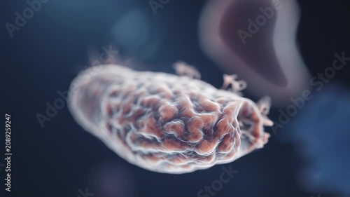 Microscopic cell detail