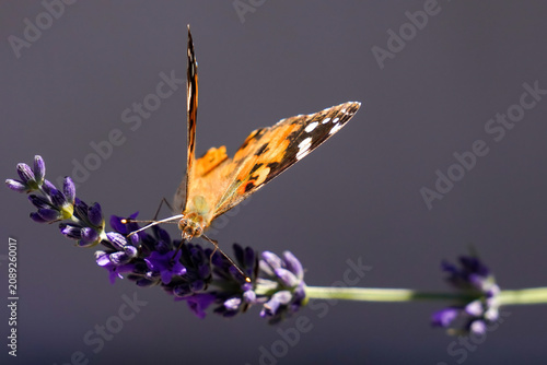 Foto Painted Lady butterfly - Vanessa cardui