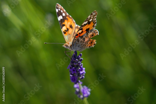 Foto Painted Lady butterfly - Vanessa cardui